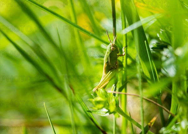 Meadow Grasshopper (Chorthippus parallelus) in the grass