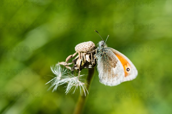 Small Heath (Coenonympha pamphilus)