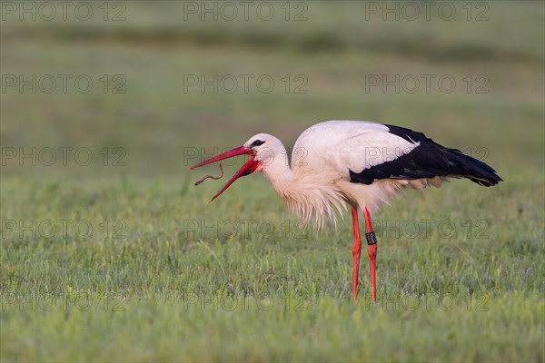 White Stork (Ciconia ciconia)