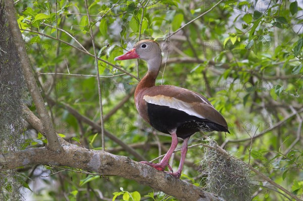 Black-bellied Whistling Duck (Dendrocygna autumnalis) in a tree