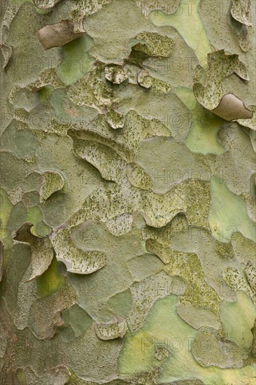 Lacebark Pine or White-barked Pine (Pinus bungeana)