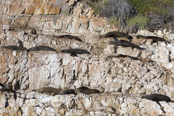 Harbor seals (Phoca vitulina) on rocks