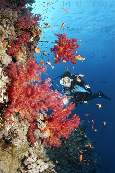 Scuba diver at the steep wall of a coral reef looking at Klunzinger's Soft Corals (Dendronephthya klunzingeri)