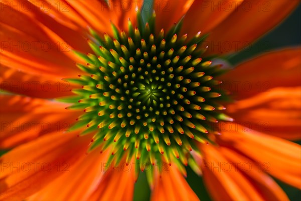 Red coneflower (Echinacea)