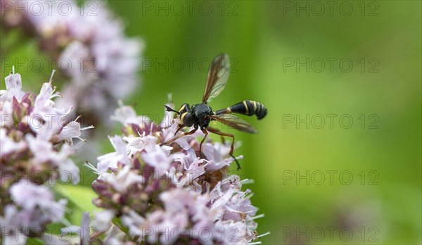 Giant Ichneumon (Rhyssa persuasoria) on purple flowers