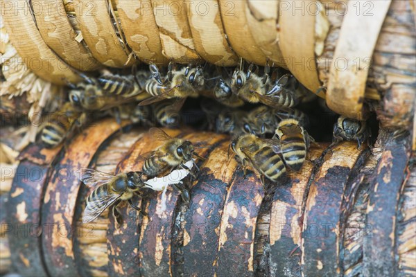 Honey bees (Apis mellifera) at the entrance hole of a beehive