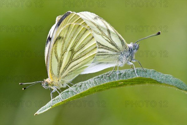 Green-veined White (Pieris napi)