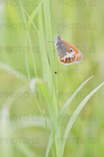 Pearly Heath (Coenonympha arcania) butterfly clinging to a blade of grass