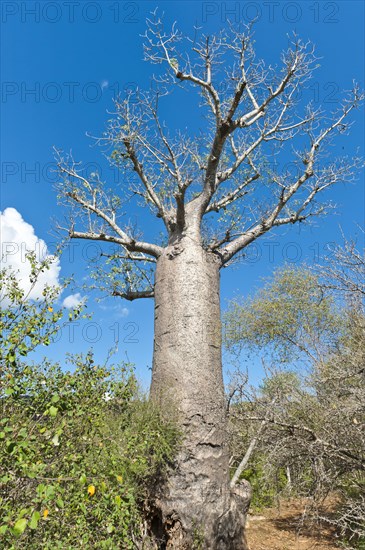 African Baobab (Adansonia digitata)