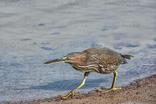 Striated Heron (Butorides striata)