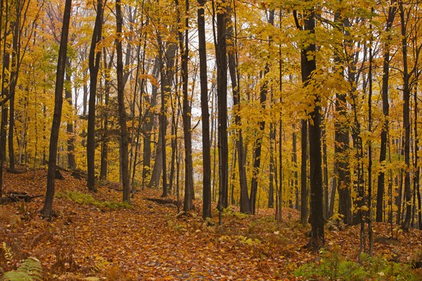 Maple forest (Acer) in autumn