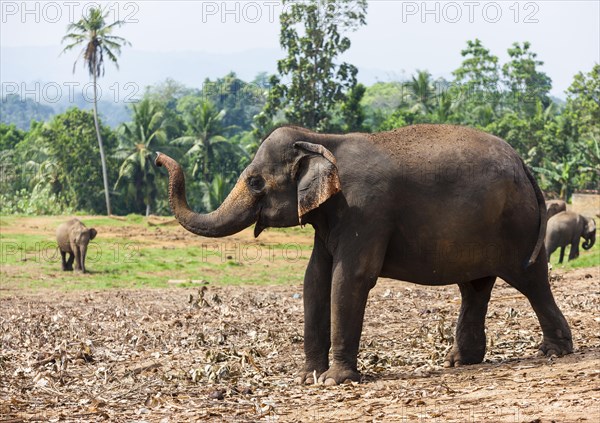 Asian elephants (Elephas maximus) feeding in the Pinnawela Elephants Orphanage