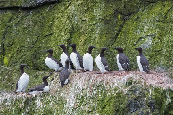 Thick-billed Murres (Uria lomvia) perched on cliffs