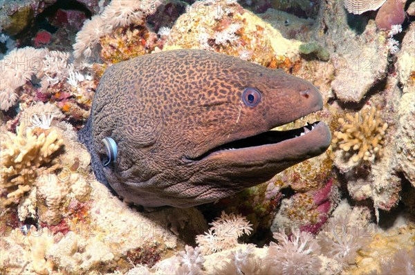 Giant Moray (Gymnothorax javanicus)