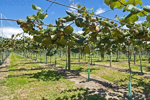 Kiwi fruits (Actinidia deliciosa)