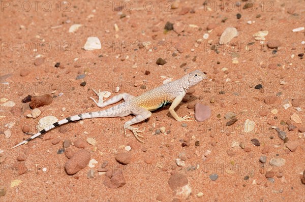 Zebratail Lizard or Zebra-tailed Lizard (callisaurus draconoides)