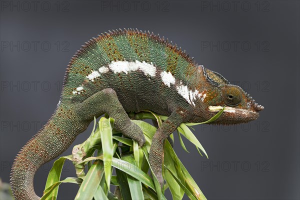 Panther Chameleon (Furcifer pardalis)