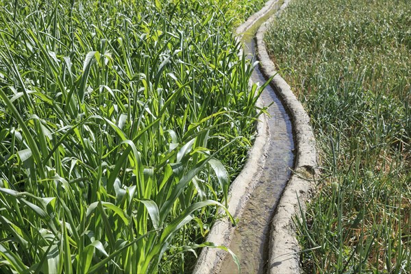 Clear water flowing in a traditional irrigation canal through a green field