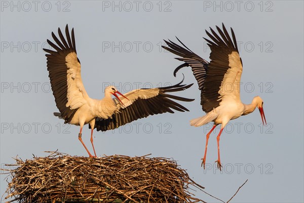 White Storks (Ciconia ciconia)