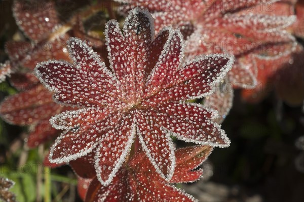 Bloody Cranesbill (Geranium sanguineum)