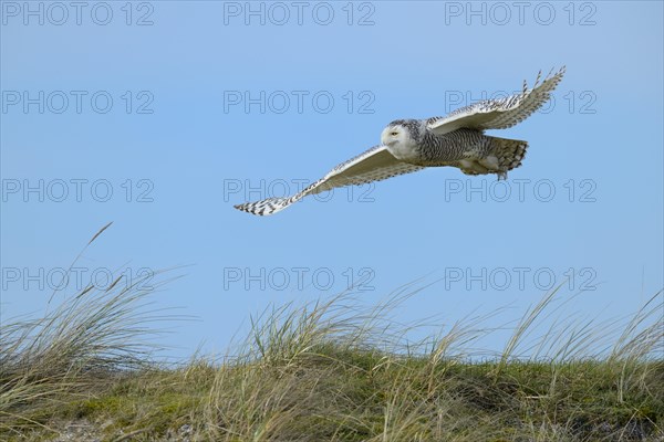 Snowy Owl (Bubo scandiacus)