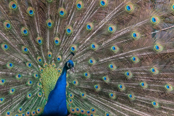 Indian Peafowl or Blue Peafowl (Pavo cristatus)