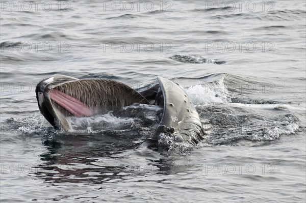 Humpback Whale (Megaptera novaeangliae) foraging at the sea surface