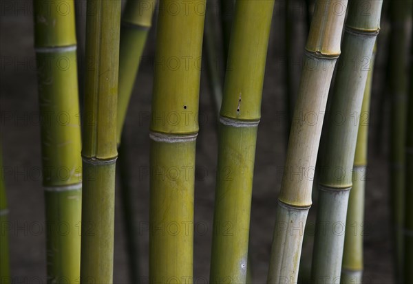 Bamboo stems