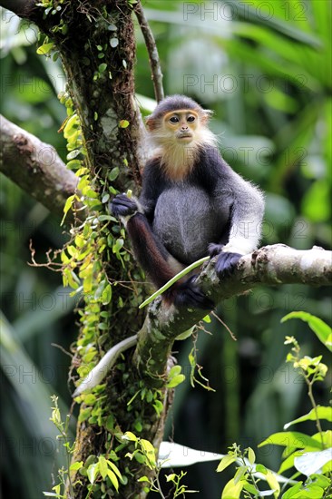 Red-shanked Douc or Douc Langur (Pygathrix nemaeus)