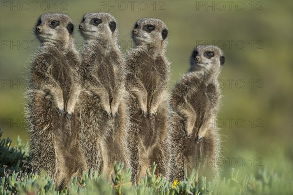 Group of Meerkats (Suricata suricatta) looking curiously