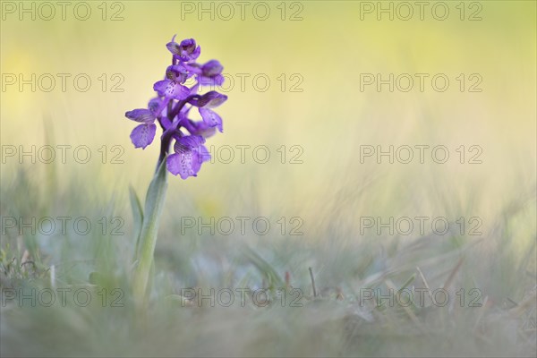 Green-winged Meadow Orchid or Green-winged Orchid (Orchis morio) growing on a dry slope