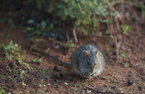 Four-striped grass mouse (Rhabdomys pumilio)