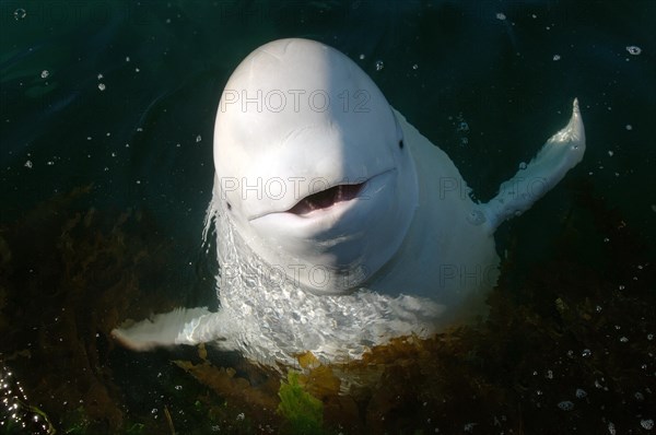 Beluga Whale or White Whale (Delphinapterus leucas)