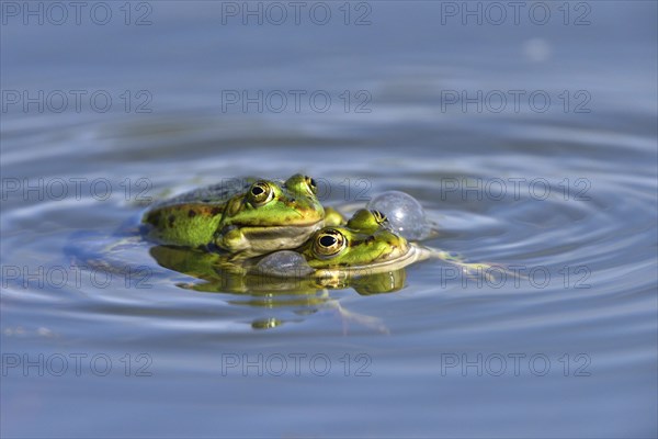 Green frogs (Pelophylax esculentus) calling during mating