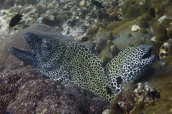 Laced Morays (Gymnothorax favagineus)