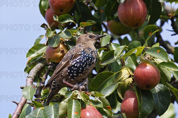 European Starling (Sturnus vulgaris)