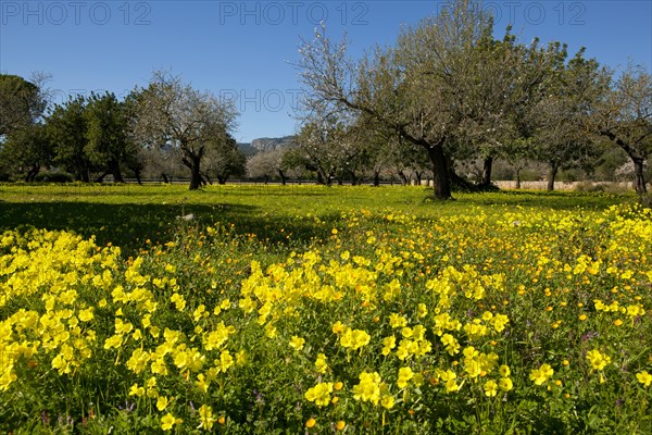 Bermuda Buttercups (Oxalis pes-caprae) flowering on meadow