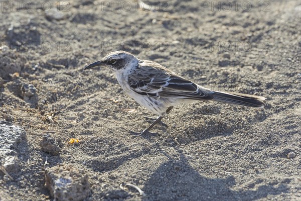 Galapagos Mockingbird (Mimus parvulus)