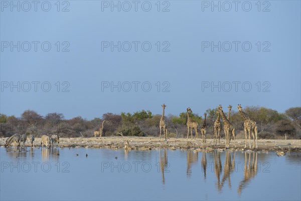 Giraffes (Giraffa camelopardis) Klein Namutoni waterhole