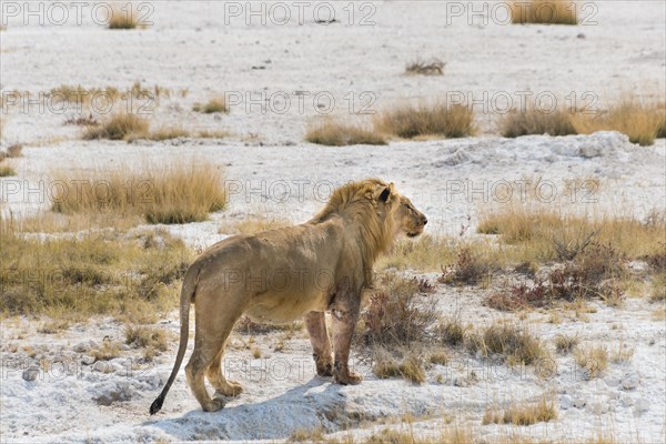 Lion (Panthera leo)