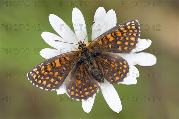 Heath Fritillary (Melitaea athalia)