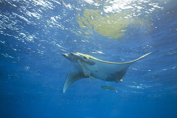 Sicklefin Devil Ray or Box Ray (Mobula tarapacana)