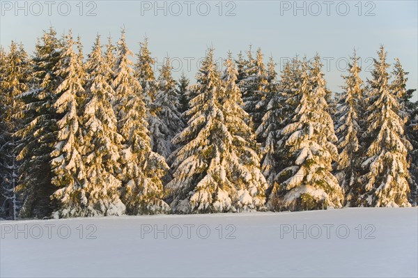 Norway spruce (Picea abies) covered with snow in the evening light