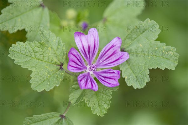 Common Mallow (Malva sylvestris)