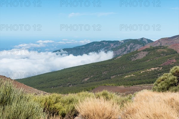 Trade wind clouds covering a pine forest