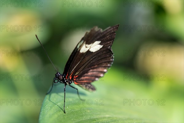 Cydno Longwing (Heliconius cydno)