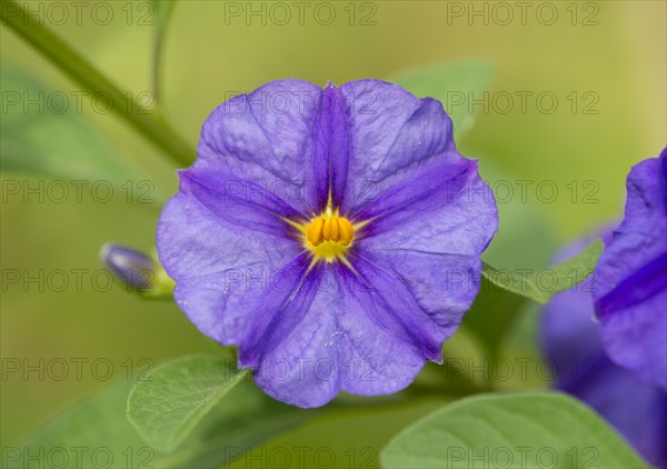 Blue Potato Bush (Lycianthes rantonnetii)