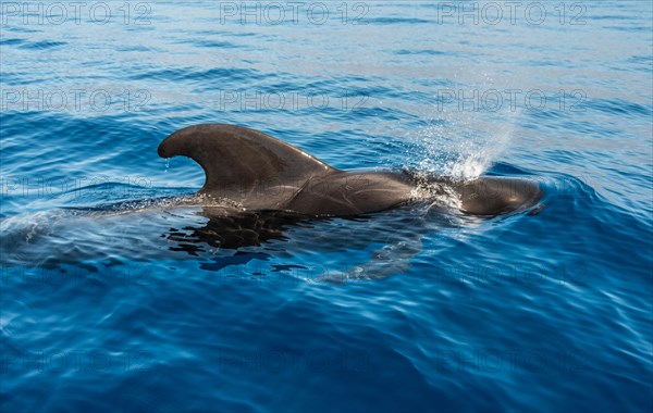 Pilot Whale (Globicephala) emerging from water