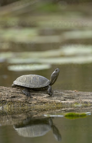 European Pond Turtle (Emys orbicularis)