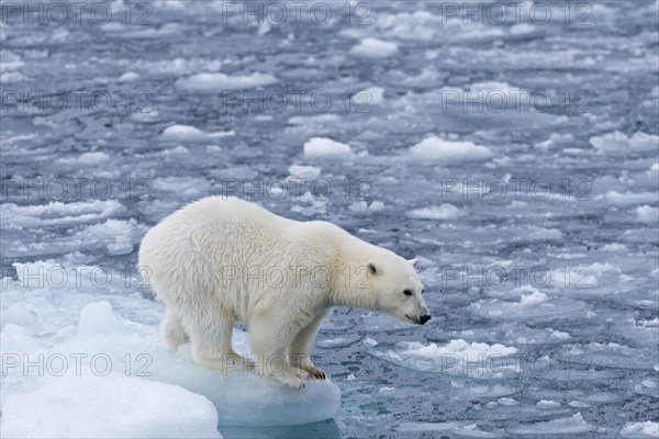 Polar bear (Ursus maritimus) standing on the edge of an ice floe